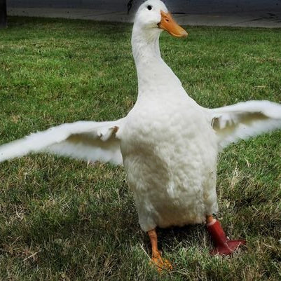 Disabled Duck Gets 3-D Printed Foot