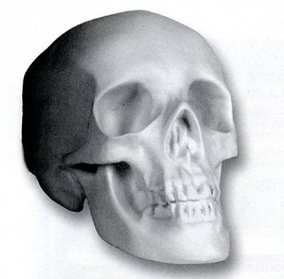 Human Skull | Casting 